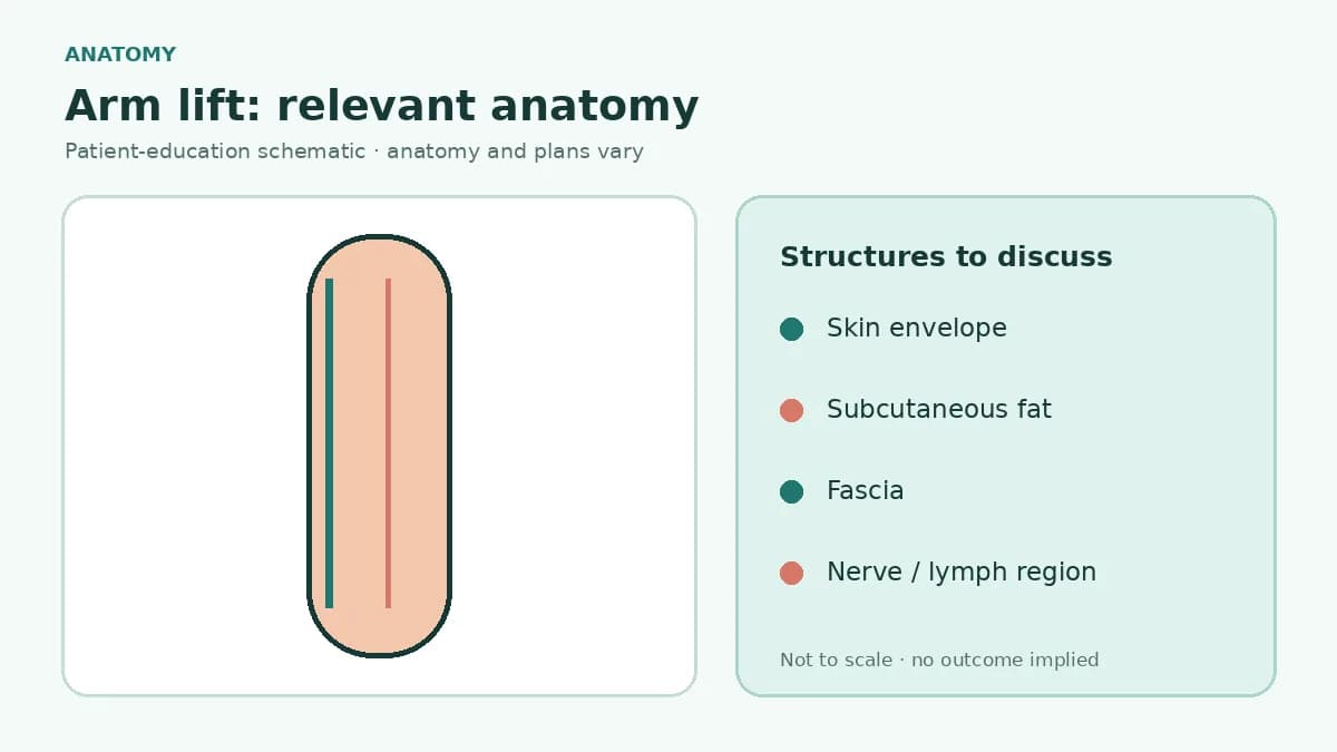 Medical illustration showing upper-arm skin, subcutaneous fat, fascia, major nerves and lymphatic region relevant to brachioplasty