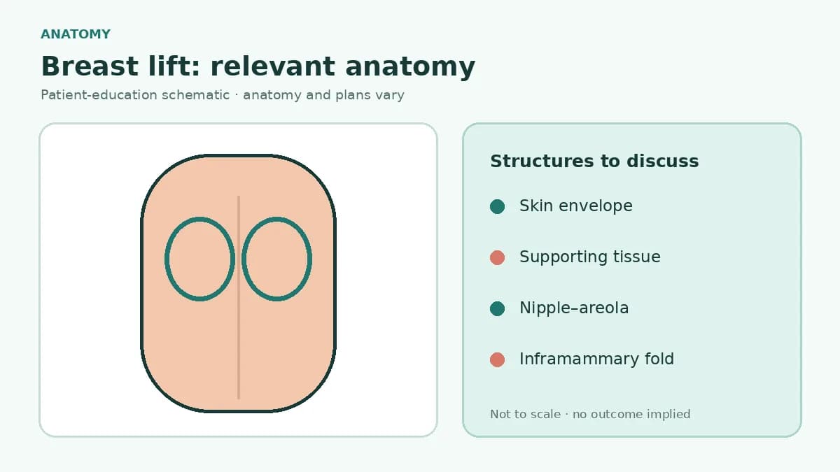 Medical illustration of breast skin envelope, supporting tissue, nipple-areola and inframammary fold relevant to mastopexy