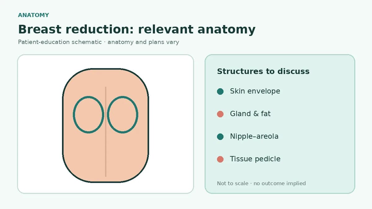 Medical illustration showing breast skin envelope, glandular tissue, fatty tissue, nipple-areola and pectoral muscle relevant to reduction surgery