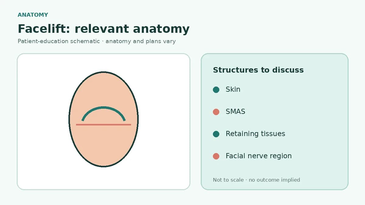 Medical illustration showing facial skin, superficial musculoaponeurotic system, retaining tissues, jawline and platysma relevant to facelift planning