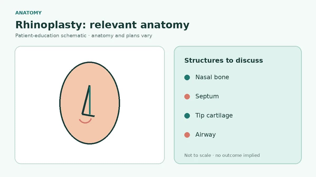 Medical illustration identifying nasal bone, upper lateral cartilage, septum, tip cartilage and airway structures relevant to rhinoplasty