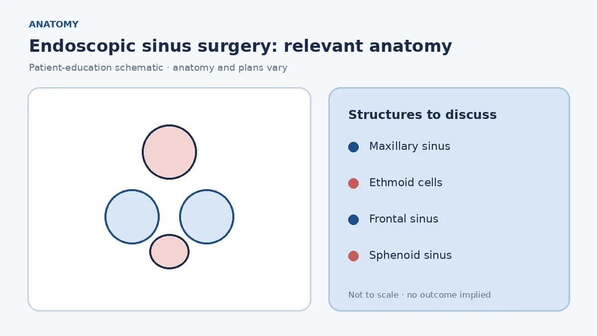 Medical illustration of maxillary, ethmoid, frontal and sphenoid sinuses around the nasal cavity