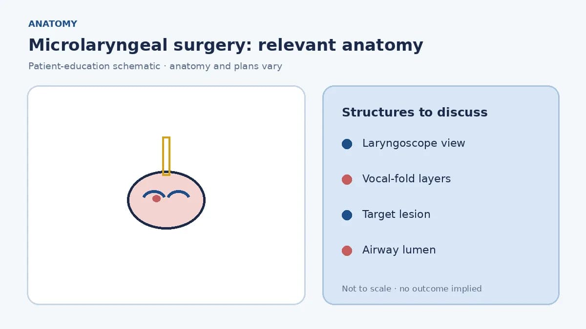 Medical illustration of the larynx under magnification showing layered vocal-fold structure