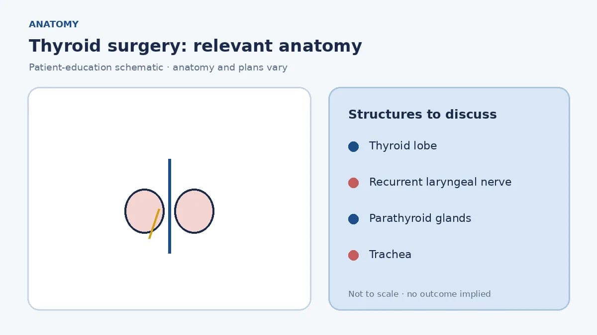 Medical illustration of the thyroid gland, recurrent laryngeal nerves and parathyroid glands in the neck