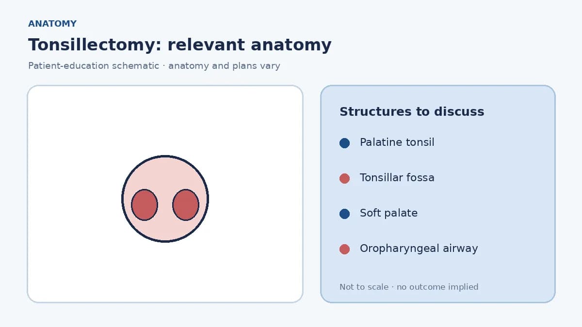 Medical illustration of palatine tonsils in the oropharynx and their relationship to the airway