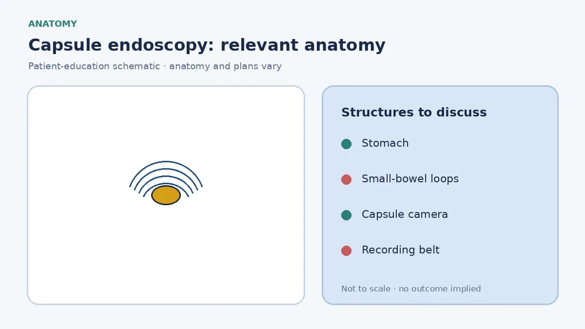 Medical illustration of the small intestine and a swallowable camera capsule moving through the lumen