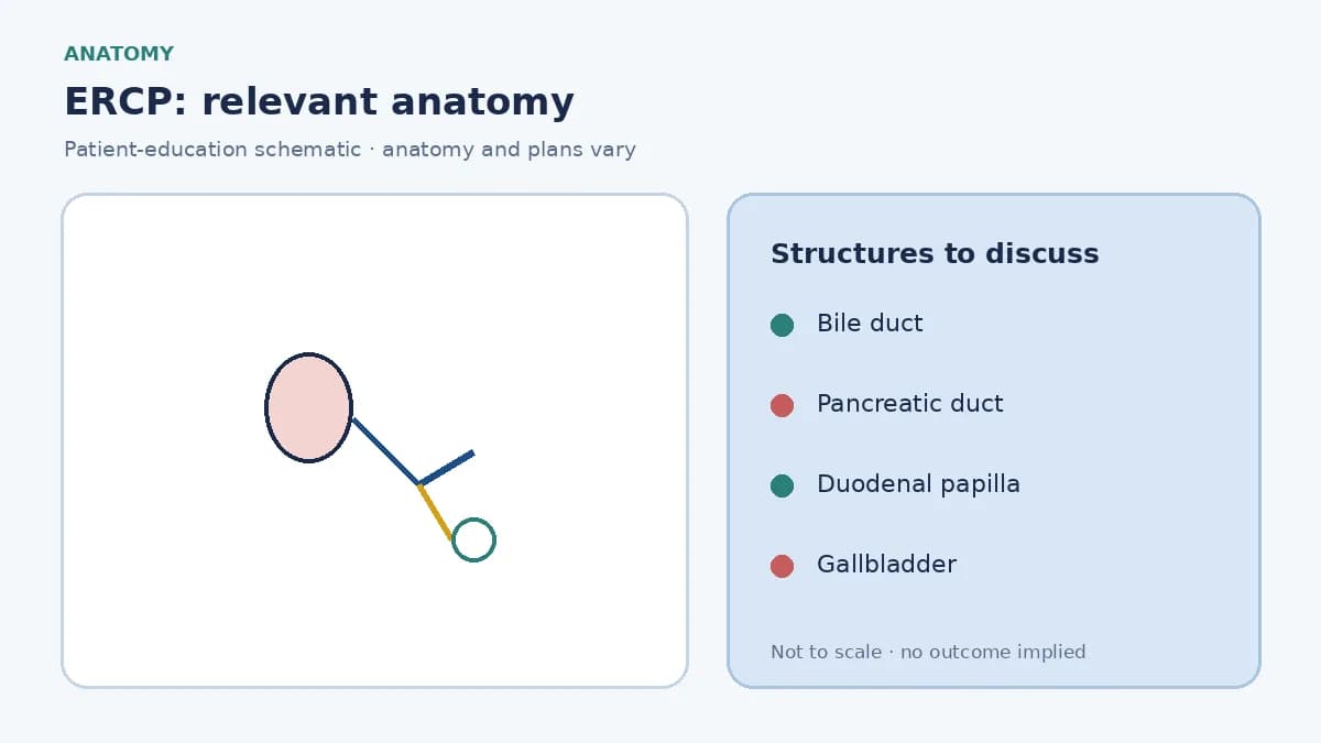 Medical illustration of the bile duct, gallbladder and pancreatic duct meeting at the duodenal papilla