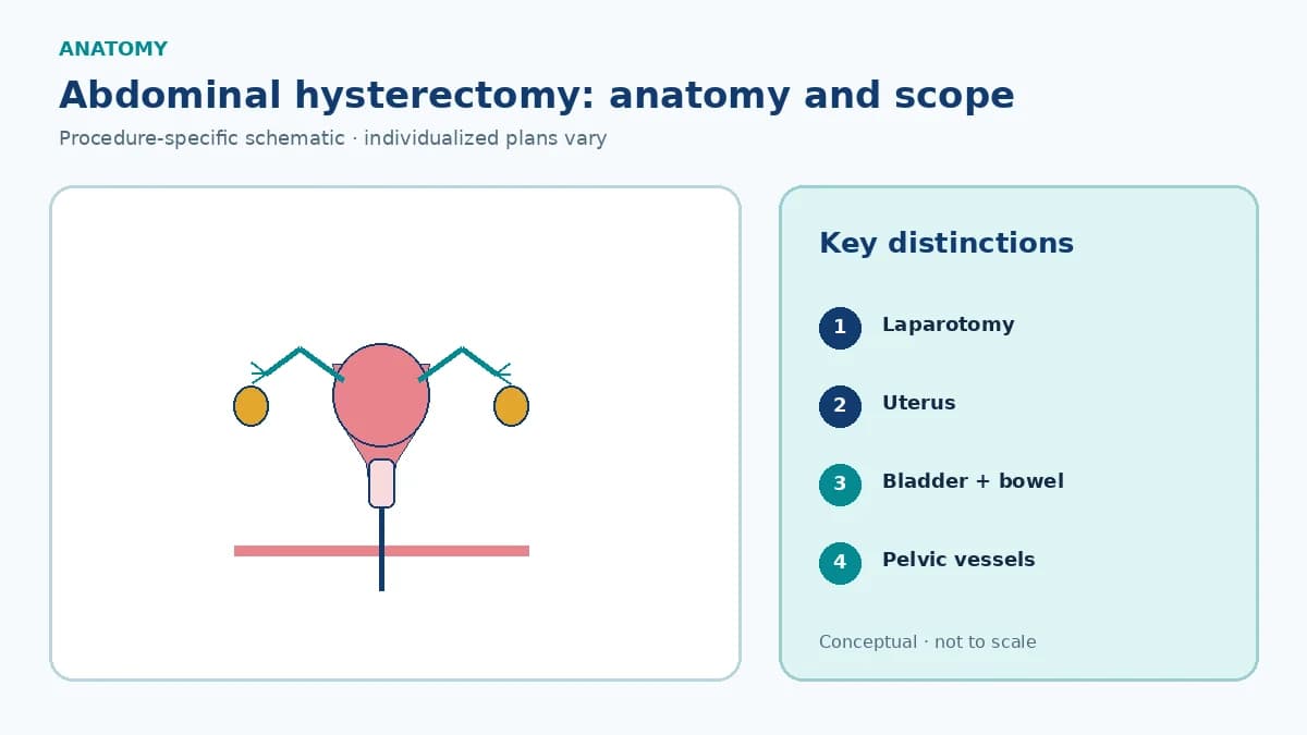 Patient-education abdominal and pelvic schematic showing transverse and vertical laparotomy access to uterus, cervix, adnexa and neighbouring organs