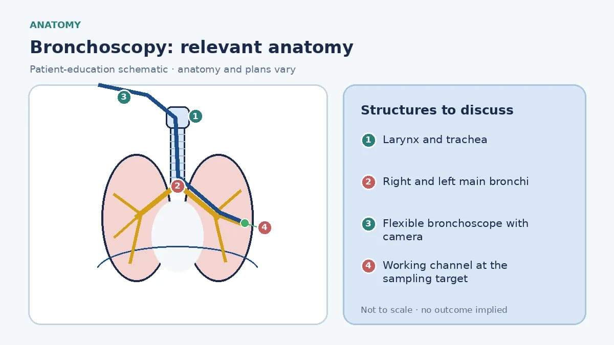 Patient-education medical infographic showing the nose and mouth, larynx, trachea, right and left bronchi and a flexible bronchoscope passing into a segmental airway, with callouts for camera, working channel and sampling target