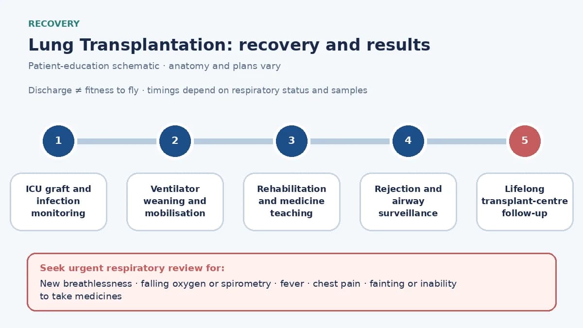 Lung-transplant recovery timeline showing ICU graft and infection monitoring, ventilator weaning, mobilization and medicine teaching, rejection and airway surveillance and lifelong transplant-centre follow-up