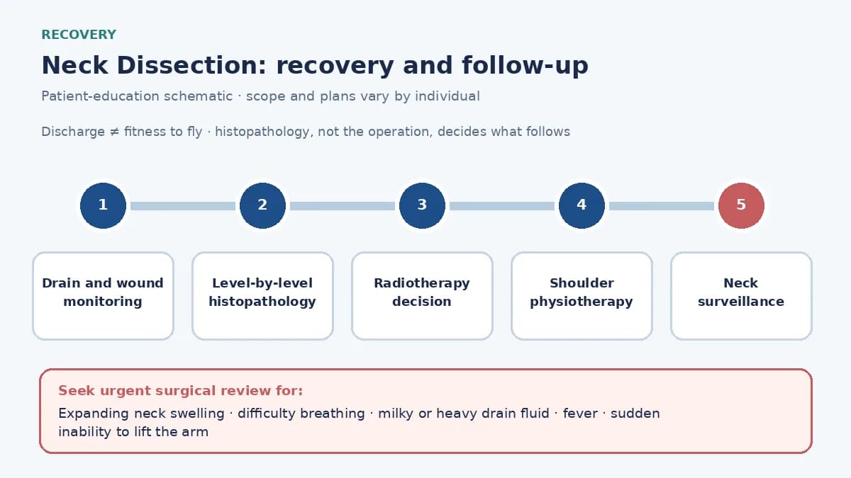 Medical infographic of the neck dissection recovery pathway: drain and wound monitoring, level-by-level histopathology, the postoperative radiotherapy decision, shoulder physiotherapy and neck surveillance.