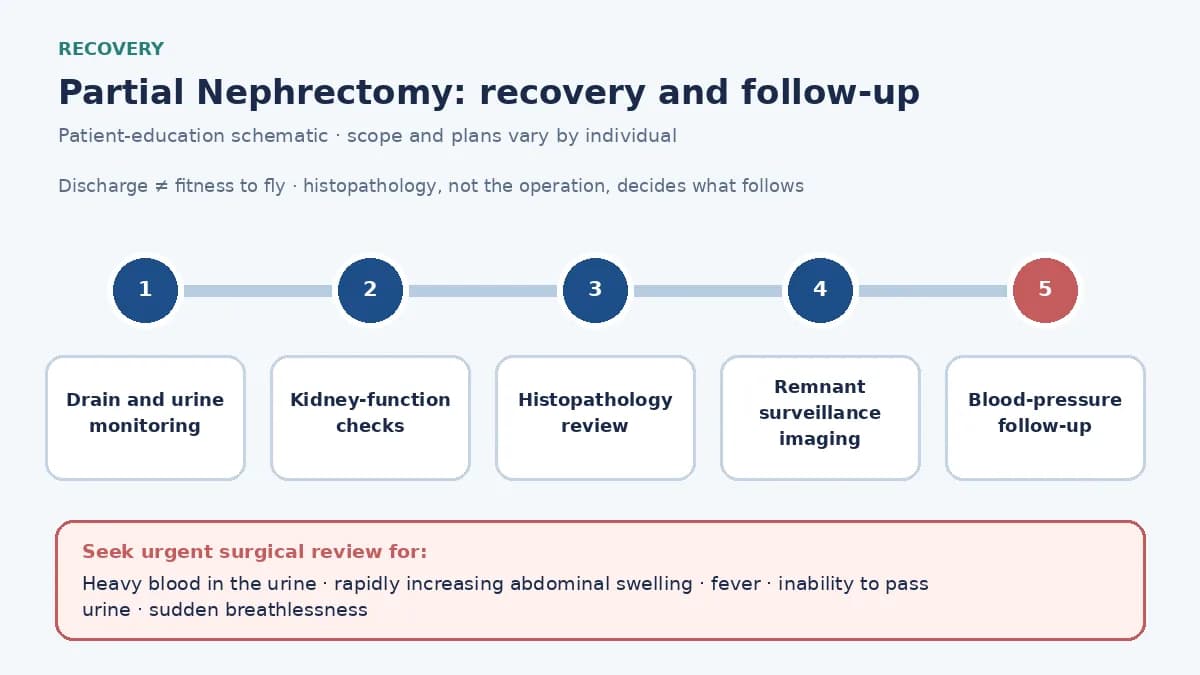 Medical infographic of the partial nephrectomy recovery pathway: drain and urine monitoring, kidney-function checks, histopathology, remnant surveillance imaging and long-term blood-pressure review.