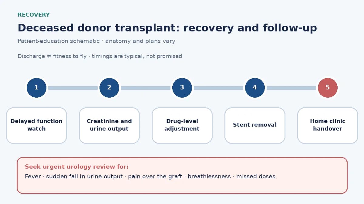 Deceased donor transplantation recovery pathway infographic showing delayed graft function with dialysis, creatinine and urine-output monitoring, drug-level adjustment, stent removal and home clinic handover