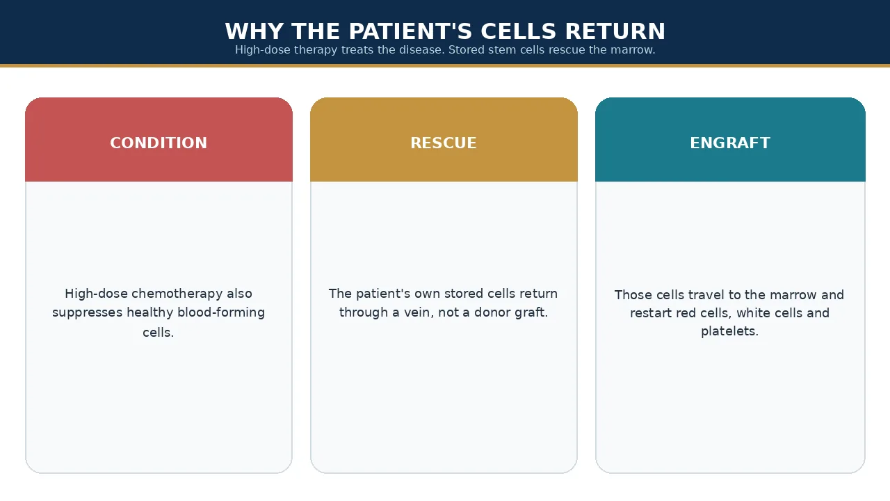 High-dose therapy, rescue infusion and engraftment