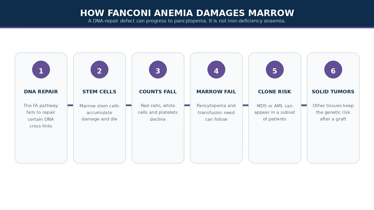 How a DNA-repair defect can progress to marrow failure