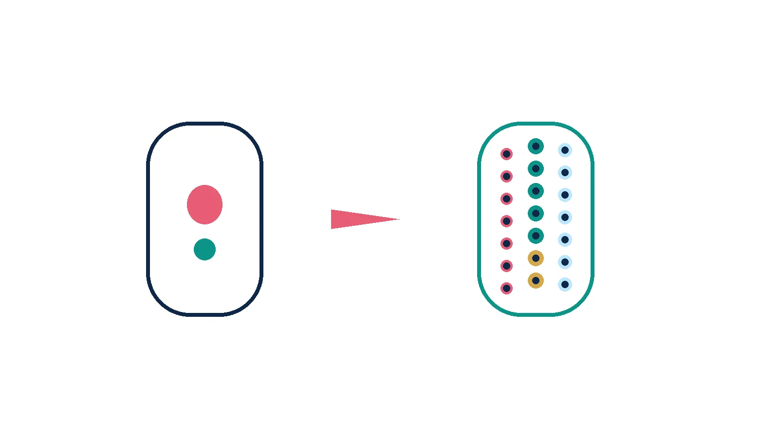 Unlabeled schematic of an empty marrow space filling with new blood-forming cells
